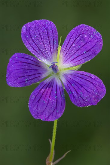 Wood Cranesbill (Geranium sylvaticum)