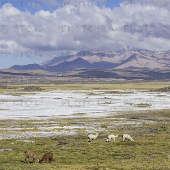 Llamas (Lama glama) in front of mountains