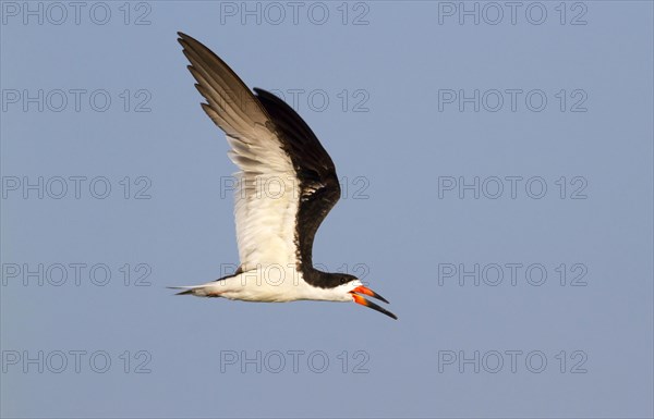 Black Skimmer (Rynchops niger) flying