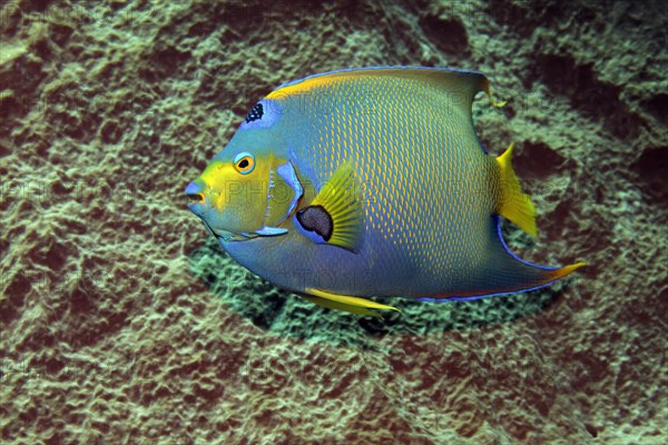 Queen Angelfish (Holacanthus ciliaris) in front of sponge