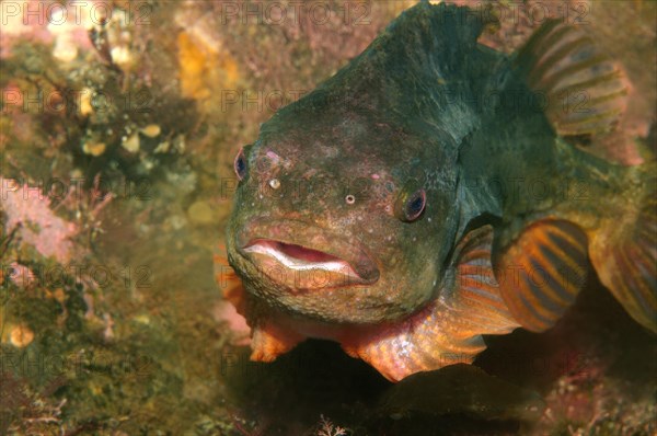 Lumpsucker or Lumpfish (Cyclopterus lumpus)