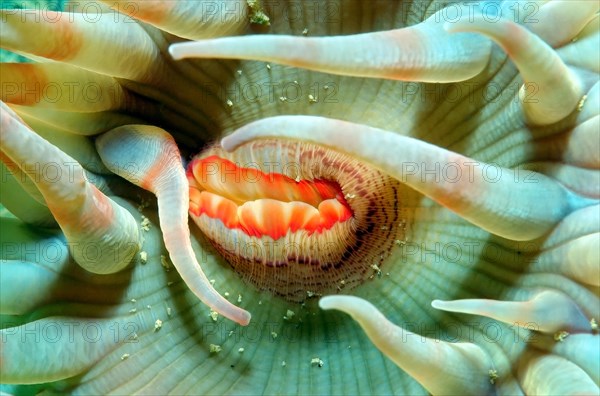 Spotted Swimming Anemone (Stomphia coccinea)