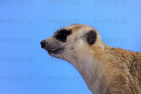 Meerkat (Suricata suricatta) adult
