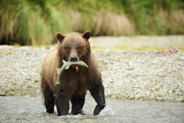 Brown Bear (Ursus arctos) crossing the river with salmon in its mouth