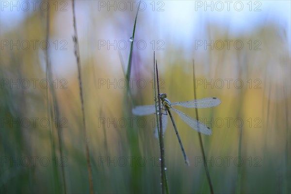 Emerald Damselfly (Lestes sponsa)