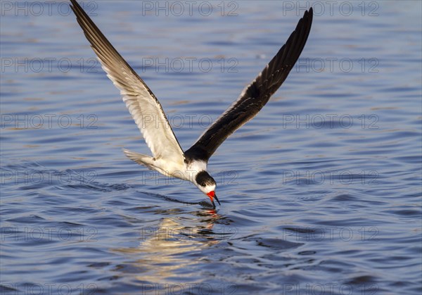 Black skimmer (Rynchops niger) fishing