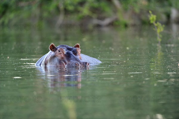 Hippopotamus (Hippopotamus amphibicus)