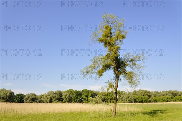 Mistletoe (Viscum album) growing in a tree