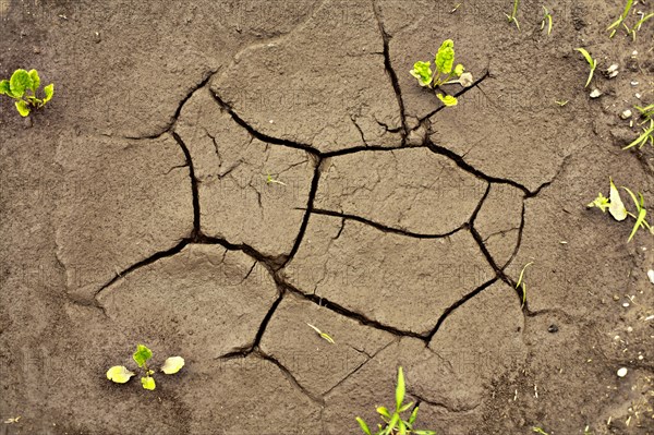 Dried puddle on a field