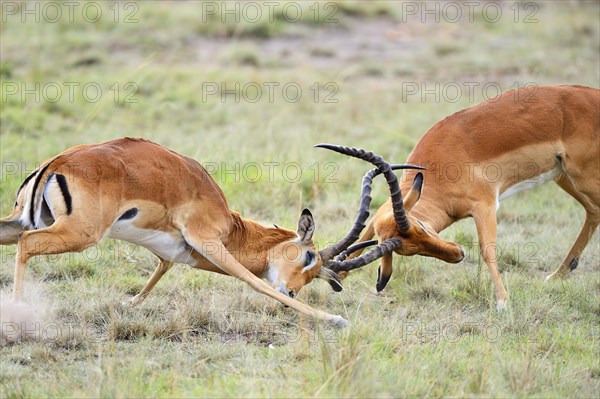 Impalas (Aepyceros melampus)