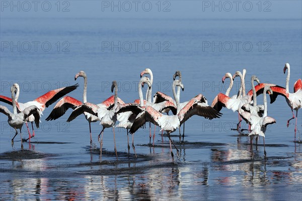 Greater Flamingos (Phoenicopterus roseus)