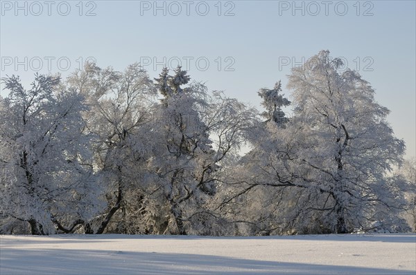 Winter landscape