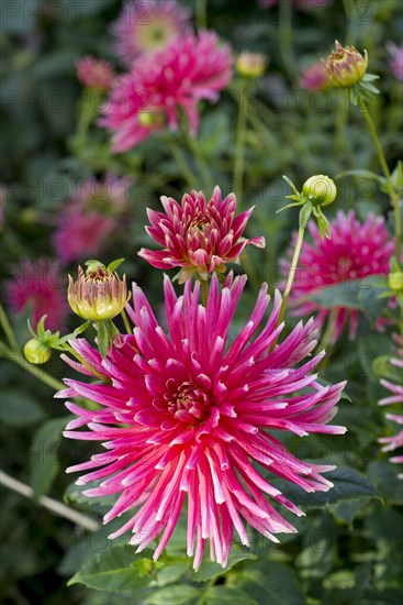 Dahlia hybrids