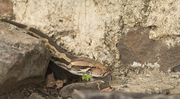 Indian Rock Python or Indian Python (Python molurus) in Ranthambhore Tiger Reserve