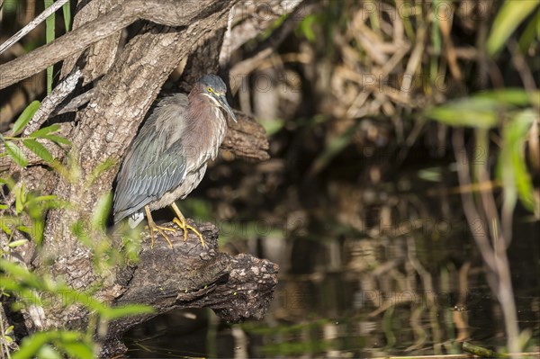 Striated heron (Butorides striata)