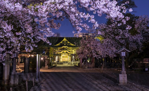 Ueno Toshogu Shrine at Night