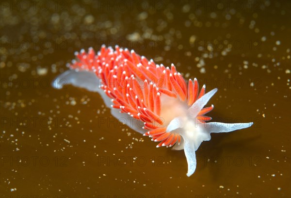 Red-finger Aeolis (Flabellina verrucosa)