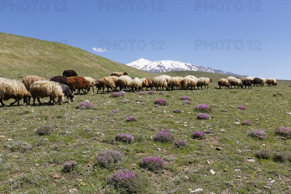 A flock of sheep on a mountain pasture in the Taurus Mountains