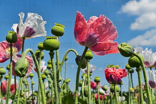 Flowers and flower buds