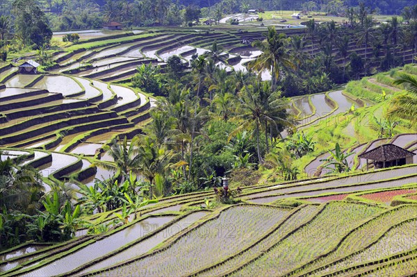 The famous rice terraces of Jatiluwih