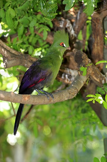 Guinea Turaco (Tauraco persa)