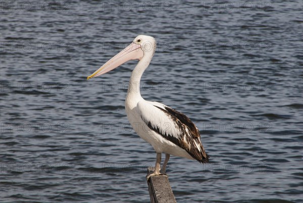 Australian Pelican (Pelecanus conspicillatus) standing on a pier