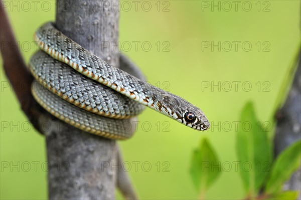 Blotched Snake (Elaphe sauromates)