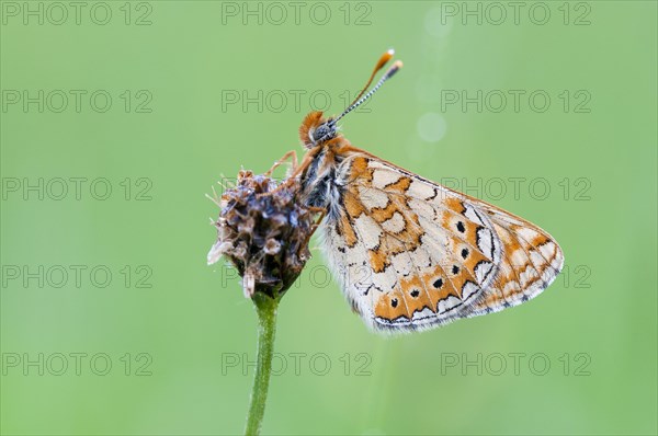 Marsh Fritillary (Euphydryas aurinia)