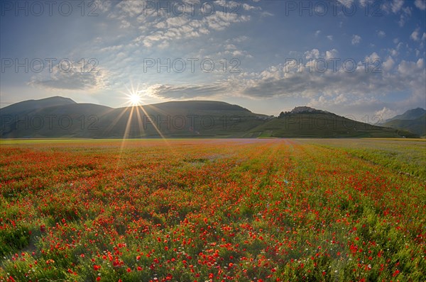 Blooming meadow