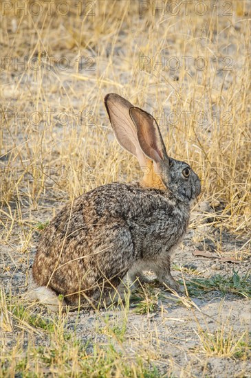 Scrub hare (Lepus saxatilis)