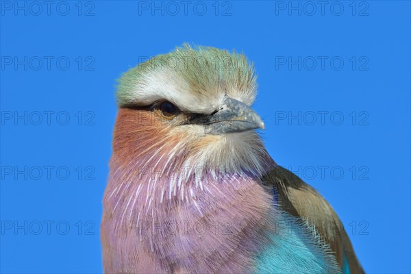 Lilac-breasted Roller (Coracias caudatus)