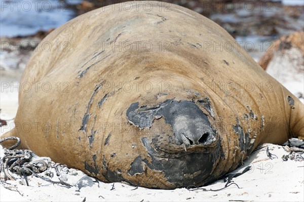 Southern elephant seal (Mirounga leonina)