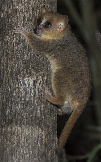 Gray Mouse Lemur (Microcebus murinus)