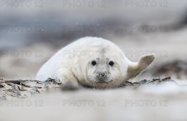 Grey seal (Halichoerus grypus)