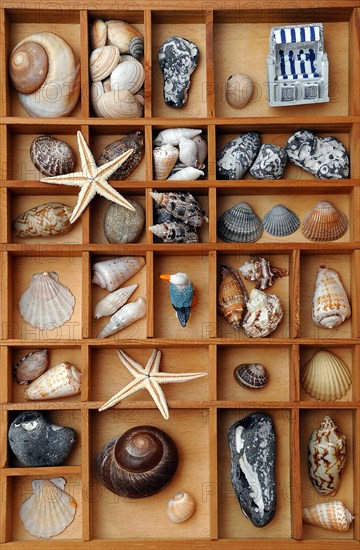 Shells