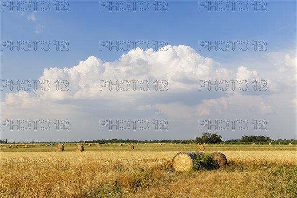 Fields in Apetlon