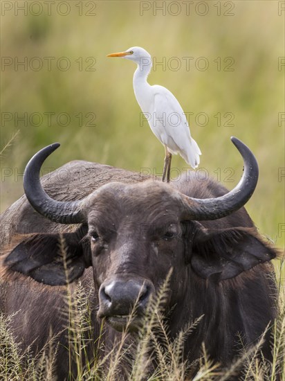 African Buffalo or Cape Buffalo (Syncerus caffer) and Cattle Egret (Bubulcus ibis)