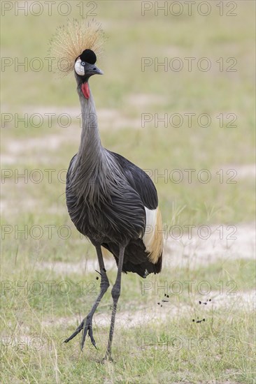 Black Crowned Crane (Balearica pavonina)