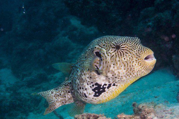 Map Puffer or Map Pufferfish (Arothron mappa)