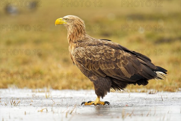 White-tailed Eagle (Haliaeetus albicilla)