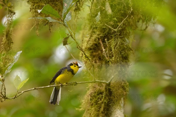 Collared Whitestart