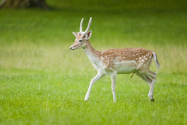 Fallow Deer (Dama dama)