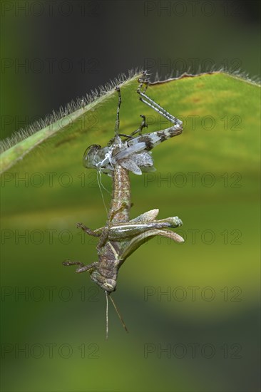 Grasshopper (Caelifera)