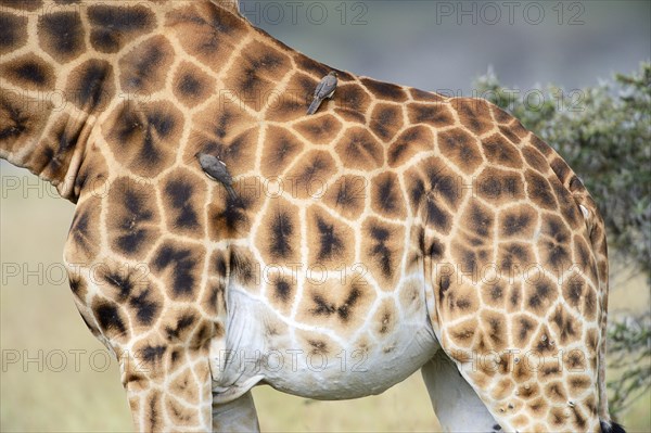 Rothschild's Giraffe (Giraffa camelopardalis rothschildi)