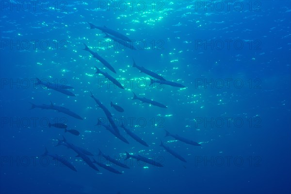 School of Sharpfin Barracuda (Sphyraena helleri)