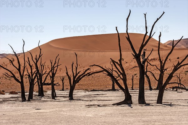 Dead camel thorn trees (Vachellia erioloba)
