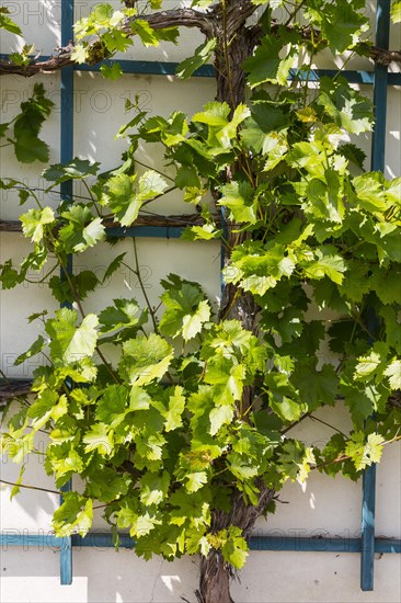 Vine growing on a trellis