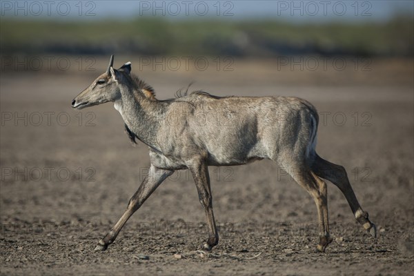 Nilgai or nilgau (Boselaphus tragocamelus)