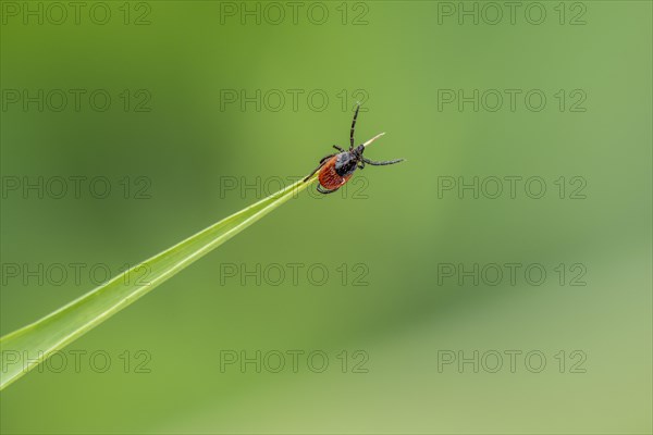 Female tick