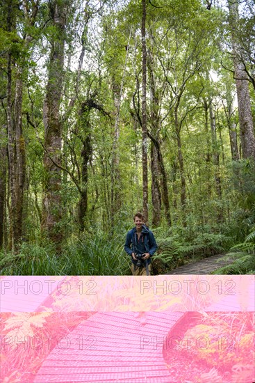 Young man on hiking trail in Kauri Forest